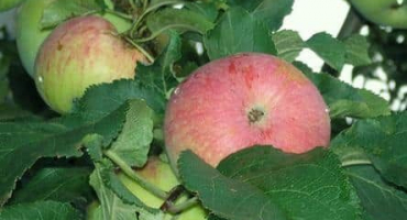 Popis a charakteristika jabloně odrůdy spartak, vlastnosti výsadby a pěstování